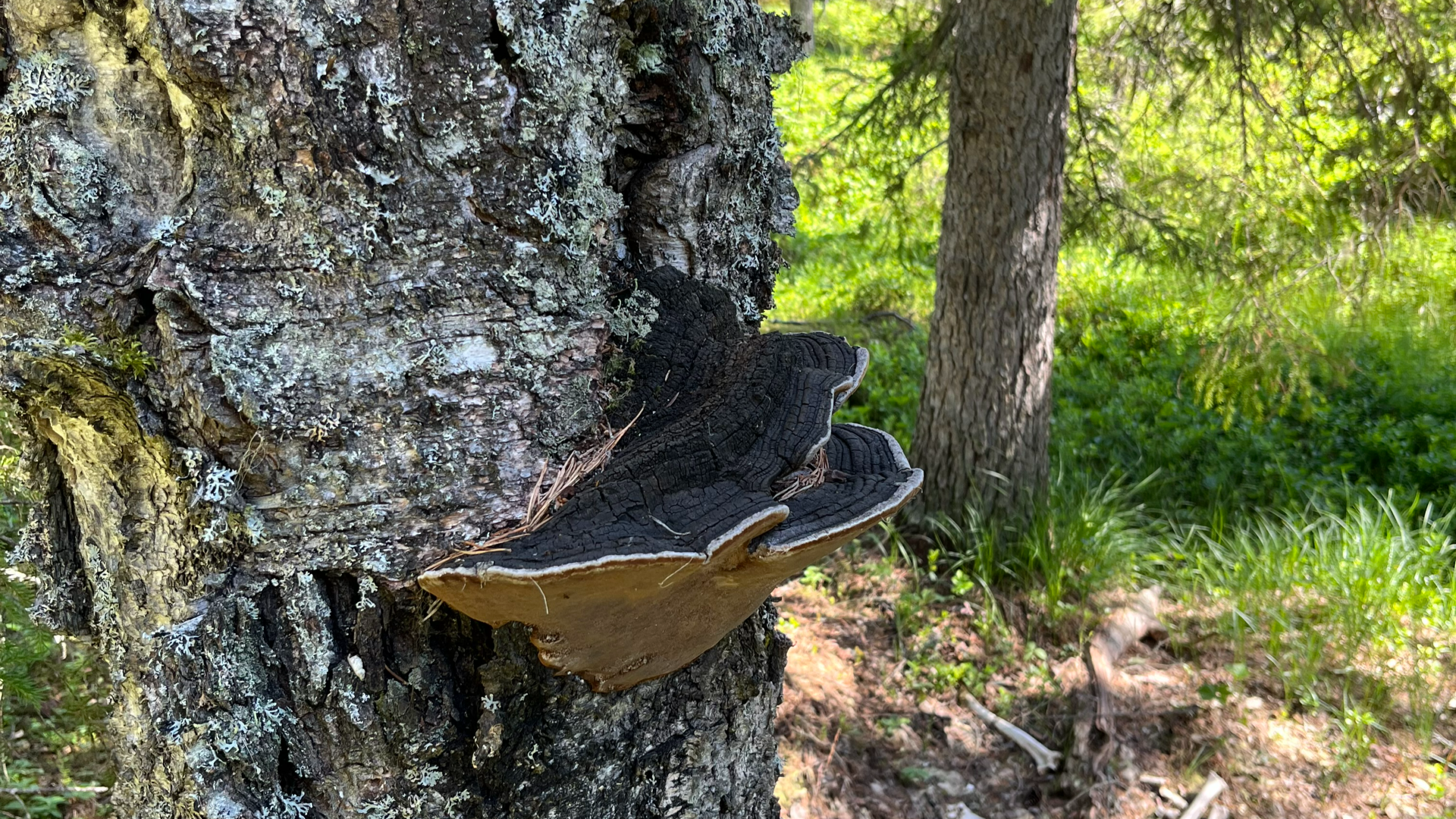 Pro Kemijärvi Pro Kemijärvi