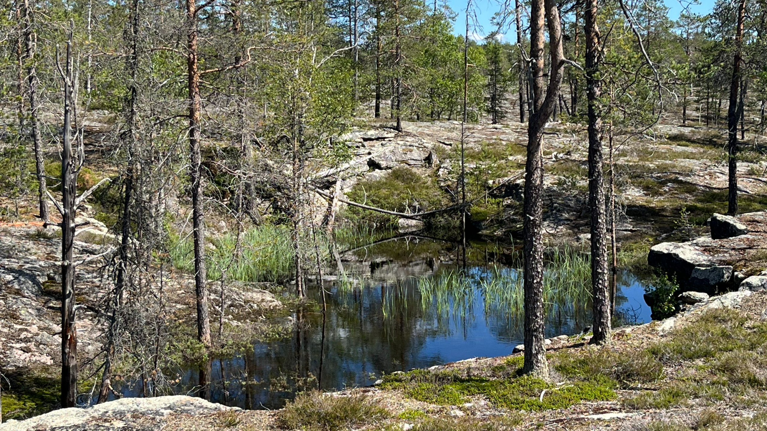 Kapusta