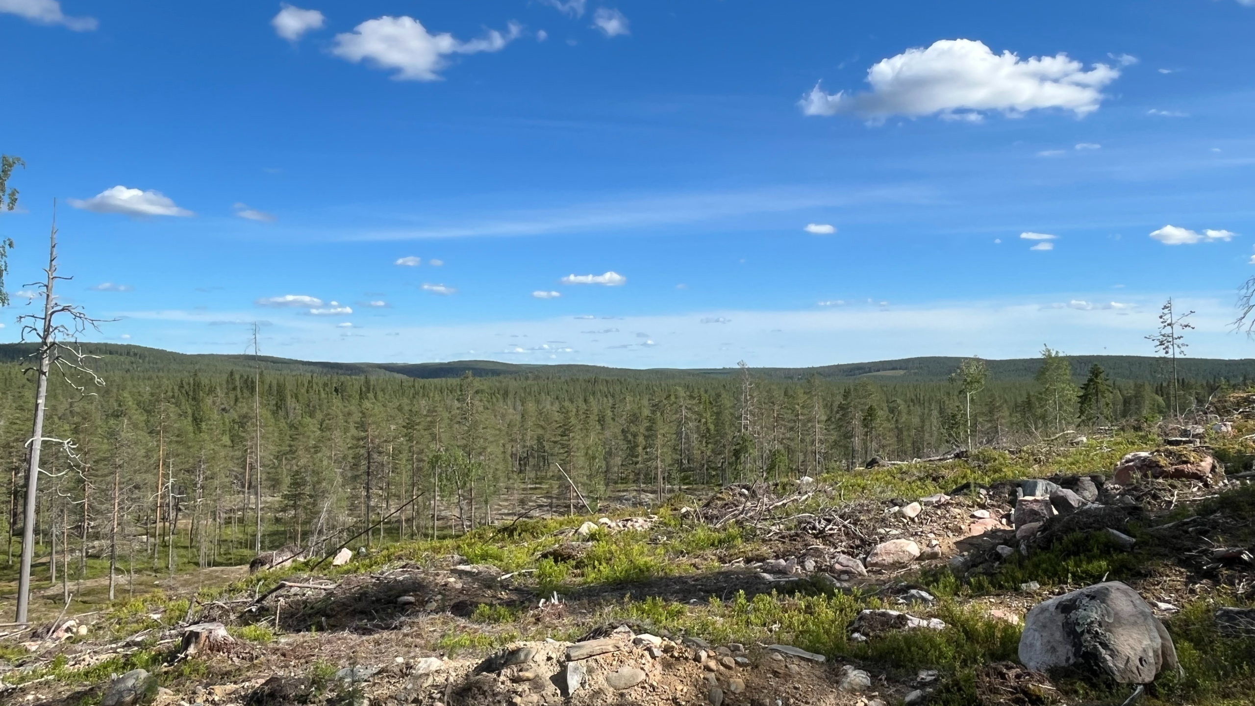 Metsähakkuu Pro Kemijärvi